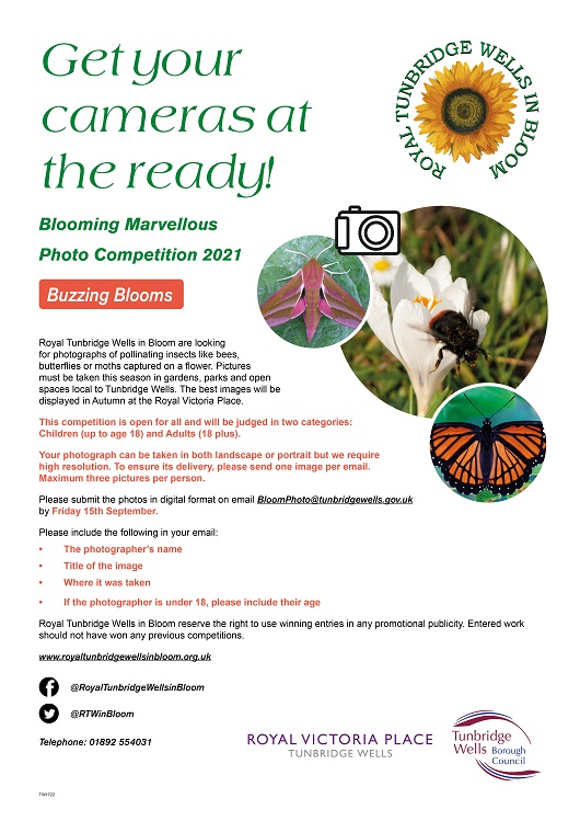 Royal Tunbridge Wells in Bloom 2021 - Blooming Marvellous Photo Competition: Buzzing Blooms